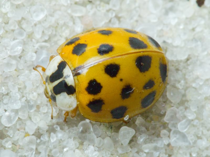 Harmonia axyridis (Pallas, 1773)